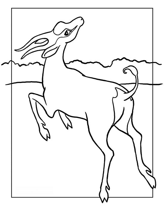 desene de colorat antilopa